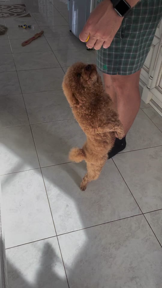 棕色贵宾犬学习动作前的原始画面